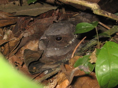 Nyctiphrynus ocellatus