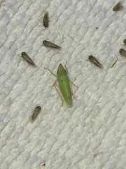 Draeculacephala floridana