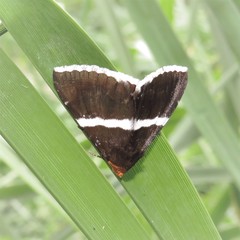 Buzara frontinus