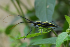 Ptychodes politus