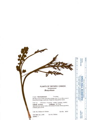 Botrychium minganense