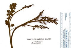 Botrychium minganense