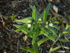Buglossoides arvensis