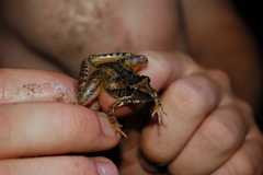 Ptychadena oxyrhynchus