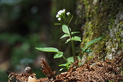 Valeriana flaccidissima