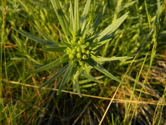 Lithospermum ruderale