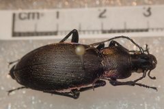 Carabus purpurascens
