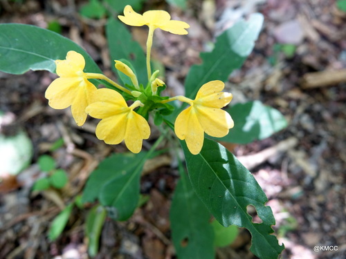 Crossandra stenandrium image