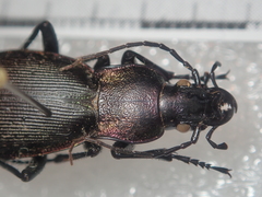 Carabus purpurascens