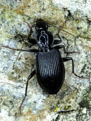 Platynus decentis