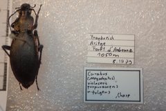 Carabus purpurascens