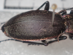 Carabus purpurascens