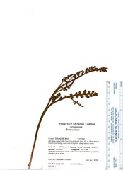 Botrychium minganense