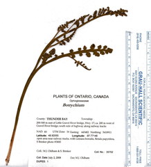 Botrychium minganense