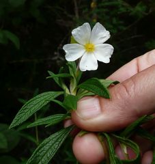 Cistus monspeliensis image