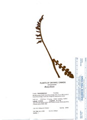 Botrychium minganense