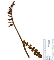 Botrychium minganense