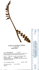 Botrychium minganense