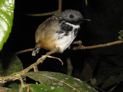 Hylophylax naevius