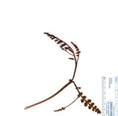 Botrychium minganense