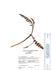 Botrychium minganense