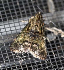 Orthaga atribasalis
