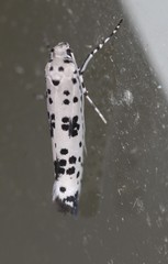 Yponomeuta pustulellus