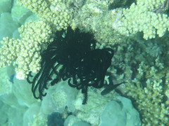 Articulata