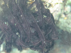 Articulata