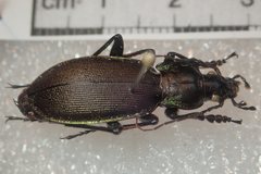 Carabus purpurascens