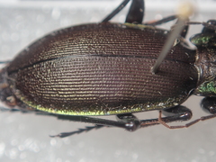 Carabus purpurascens