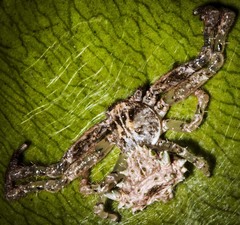 Phrynarachne tuberculata