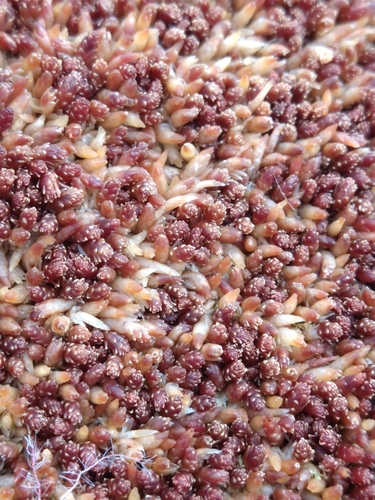 Image of Sphagnum magellanicum by (c) Pablo, some rights reserved (CC BY)