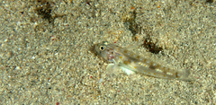 Coryphopterus