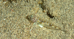 Coryphopterus