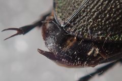 Carabus purpurascens