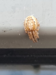 Zygiella x-notata