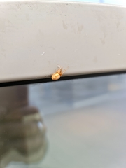 Zygiella x-notata