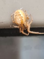 Zygiella x-notata