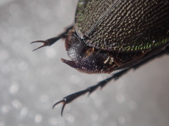 Carabus purpurascens