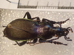 Carabus purpurascens