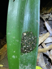 Natalobatrachus bonebergi