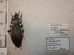 Carabus purpurascens