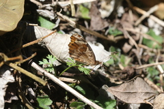 Anthanassa atronia