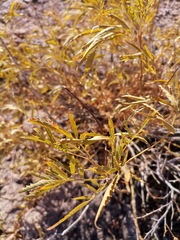 Tecoma stans angustata