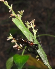 Camponotus mirabilis