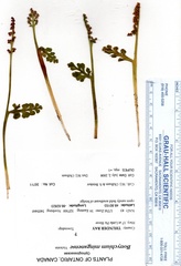 Botrychium michiganense