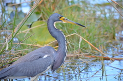 Egretta tricolor image