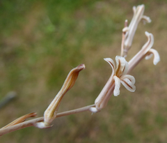 Haworthiopsis tessellata
