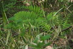 Pentarhizidium orientale